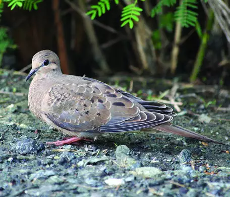 Mourning Dove