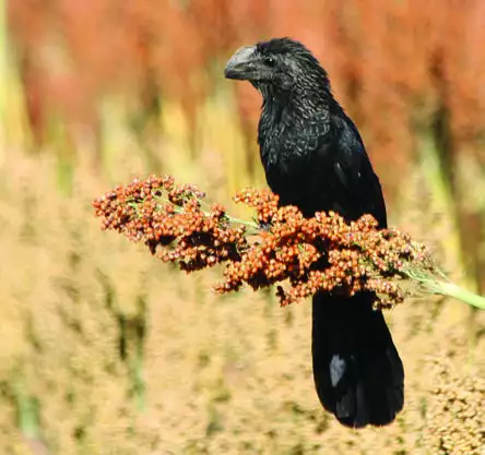 Smooth-billed Ani