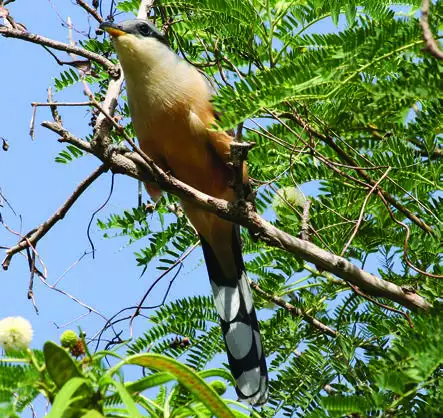 Mangrove Cuckoo