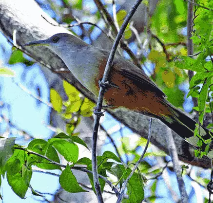 Puerto Rican Lizard-Cuckoo