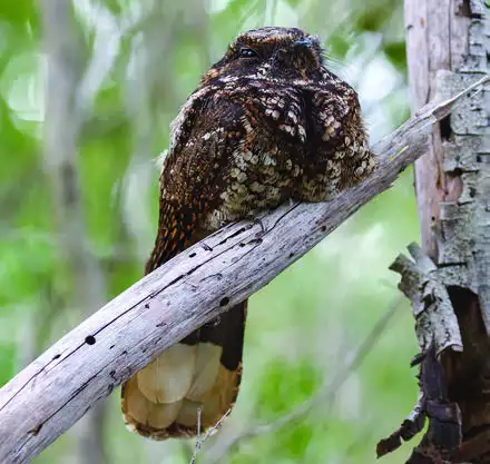 Puerto Rican Nightjar