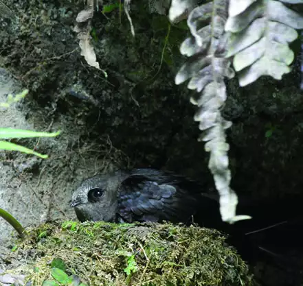 Black Swift