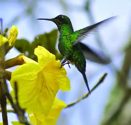 Puerto Rican Emerald