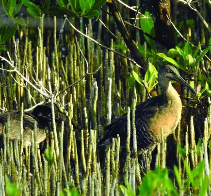 Clapper Rail