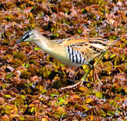 Yellow-breasted Crake