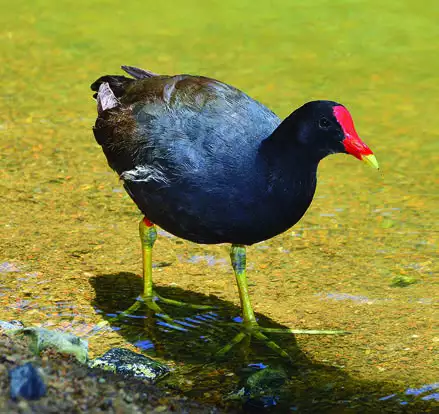 Common Gallinule