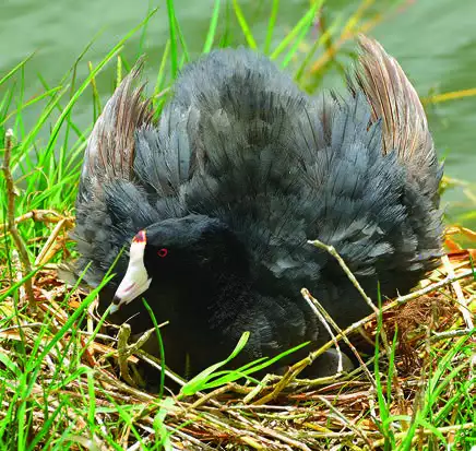 American Coot