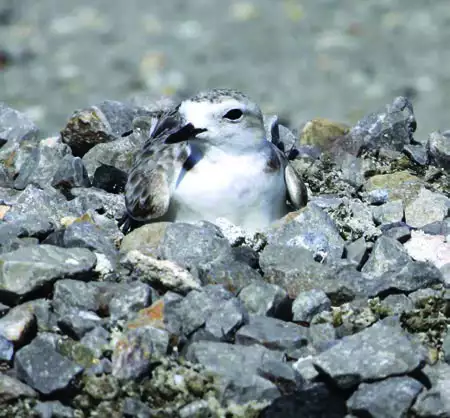 Snowy Plover