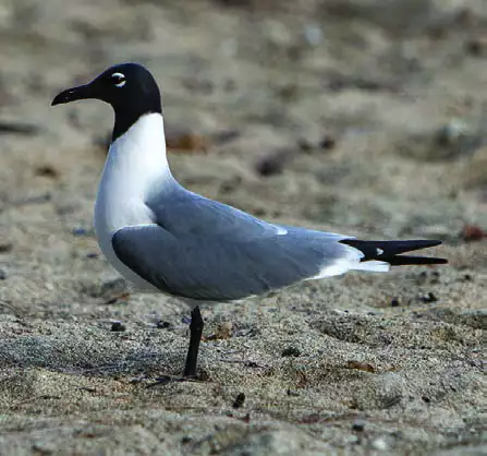 Laughing Gull