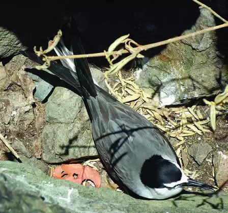 Bridled Tern