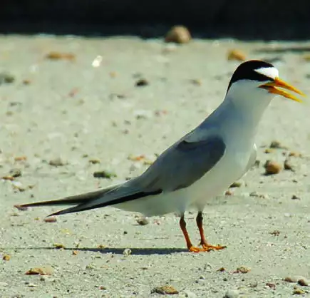 Least Tern