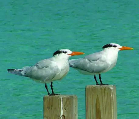 Royal Tern