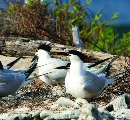 Sandwich Tern