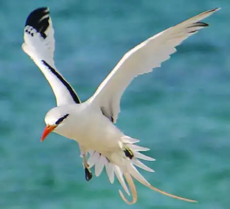 White-tailed Tropicbird