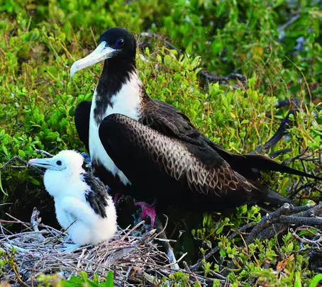 Magnificent Frigatebird