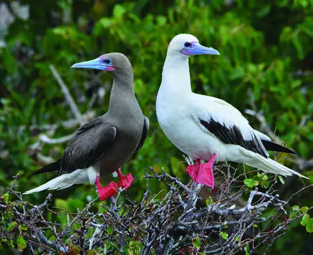 Red-footed Booby