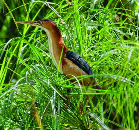 Least Bittern