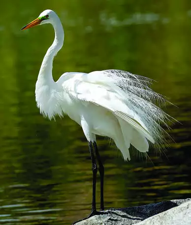 Great Egret