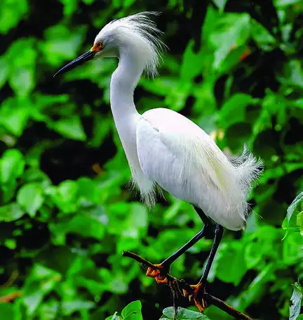 Snowy Egret