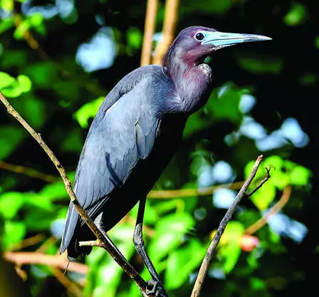 Little Blue Heron