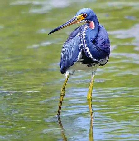 Tricolored Heron