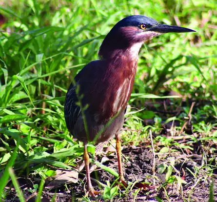 Green Heron