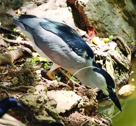 Black-crowned Night-Heron