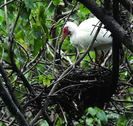 White Ibis