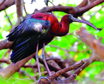 Glossy Ibis