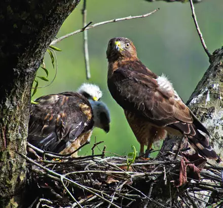 Broad-winged Hawk