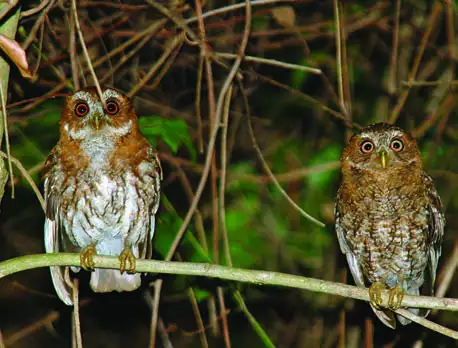 Puerto Rican Owl