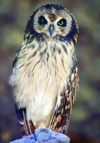 Short-eared Owl