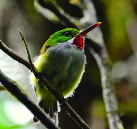 Puerto Rican Tody