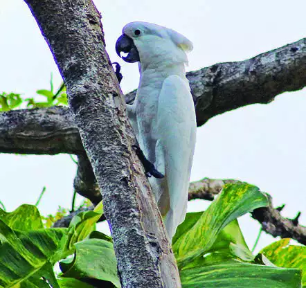 White Cockatoo