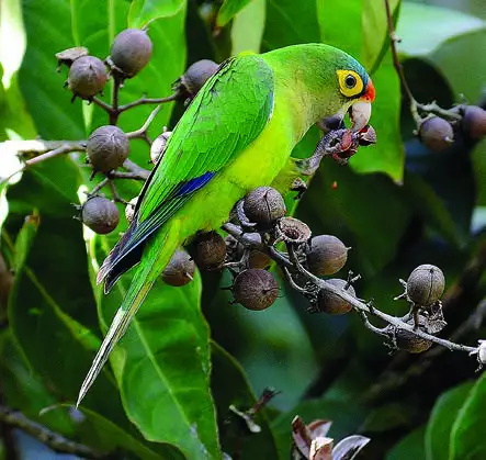 Orange-fronted Parakeet