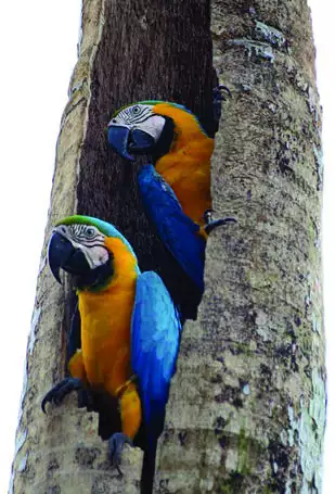 Blue-and-yellow Macaw