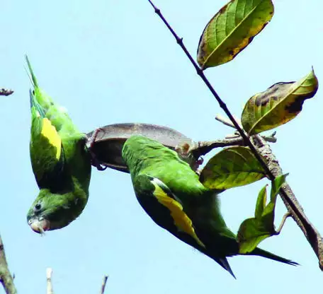 White-winged Parakeet