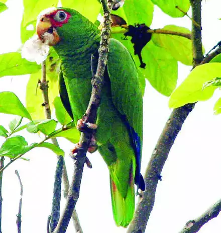 White-fronted Parrot