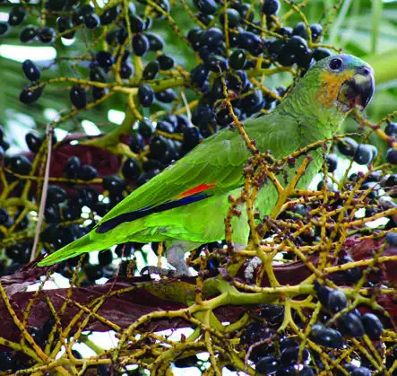 Orange-winged Parrot