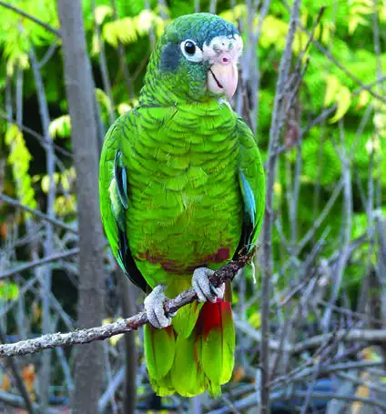 Hispaniolan Parrot