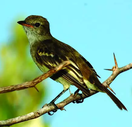 Caribbean Elaenia