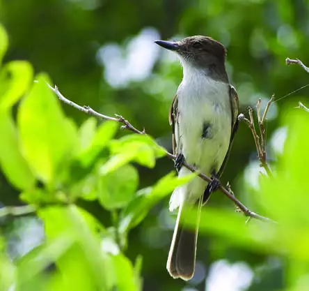 Puerto Rican Flycatcher