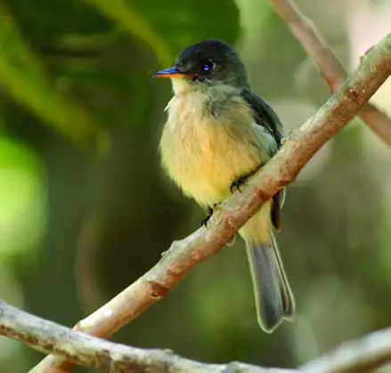 Lesser Antillean Pewee