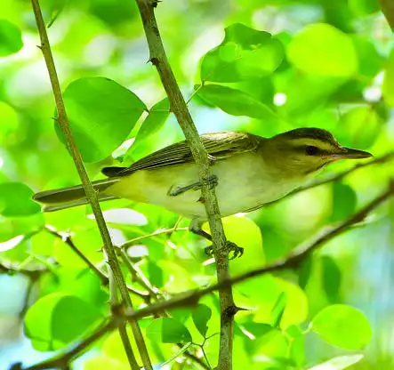 Black-whiskered Vireo