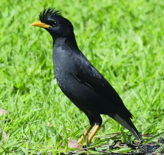 Great Myna