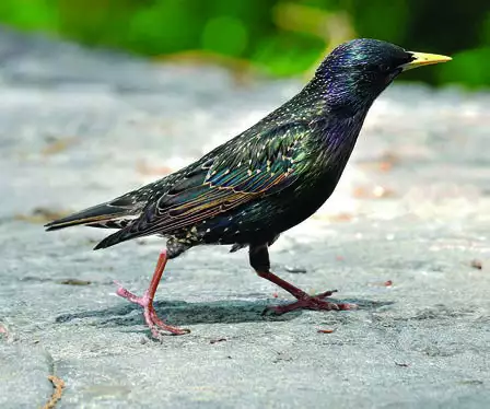 European Starling