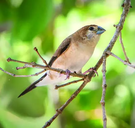 Indian Silverbill