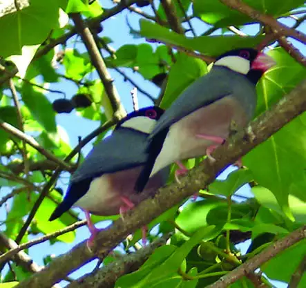 Java Sparrow