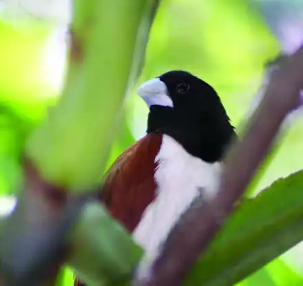 Tricolored Munia