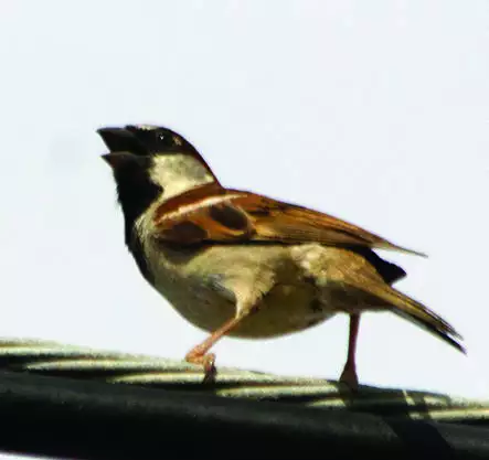 House Sparrow